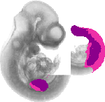 mouse atlas EMAGE spatial in situ gene expression database None