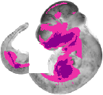 mouse atlas EMAGE spatial in situ gene expression database None