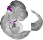 mouse atlas EMAGE spatial in situ gene expression database None