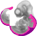 mouse atlas EMAGE spatial in situ gene expression database None