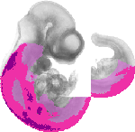 mouse atlas EMAGE spatial in situ gene expression database None