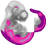mouse atlas EMAGE spatial in situ gene expression database None