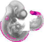 mouse atlas EMAGE spatial in situ gene expression database None