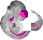 mouse atlas EMAGE spatial in situ gene expression database None