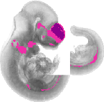 mouse atlas EMAGE spatial in situ gene expression database None