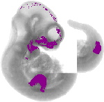mouse atlas EMAGE spatial in situ gene expression database None