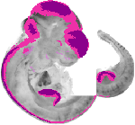 mouse atlas EMAGE spatial in situ gene expression database None