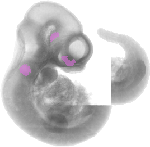 mouse atlas EMAGE spatial in situ gene expression database None