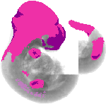 mouse atlas EMAGE spatial in situ gene expression database None