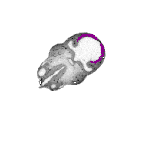 mouse atlas EMAGE spatial in situ gene expression database None