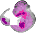mouse atlas EMAGE spatial in situ gene expression database None