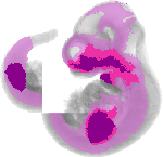 mouse atlas EMAGE spatial in situ gene expression database None