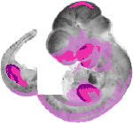 mouse atlas EMAGE spatial in situ gene expression database None