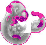 mouse atlas EMAGE spatial in situ gene expression database None