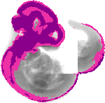 mouse atlas EMAGE spatial in situ gene expression database None