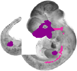 mouse atlas EMAGE spatial in situ gene expression database None