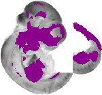 mouse atlas EMAGE spatial in situ gene expression database None