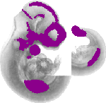 mouse atlas EMAGE spatial in situ gene expression database None
