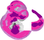 mouse atlas EMAGE spatial in situ gene expression database None