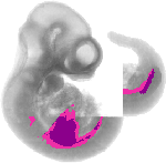 mouse atlas EMAGE spatial in situ gene expression database None