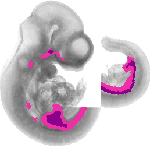 mouse atlas EMAGE spatial in situ gene expression database None