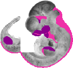 mouse atlas EMAGE spatial in situ gene expression database None