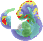 EMAGE:1590