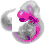 mouse atlas EMAGE spatial in situ gene expression database None