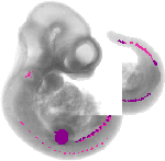 mouse atlas EMAGE spatial in situ gene expression database None