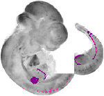 mouse atlas EMAGE spatial in situ gene expression database None