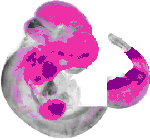 mouse atlas EMAGE spatial in situ gene expression database None