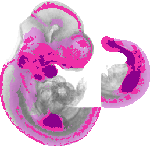 mouse atlas EMAGE spatial in situ gene expression database None