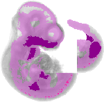 mouse atlas EMAGE spatial in situ gene expression database None