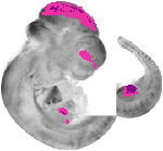 mouse atlas EMAGE spatial in situ gene expression database None
