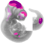 mouse atlas EMAGE spatial in situ gene expression database None