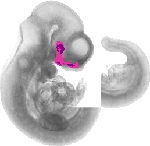 mouse atlas EMAGE spatial in situ gene expression database None