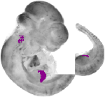 mouse atlas EMAGE spatial in situ gene expression database None