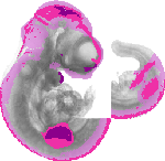 mouse atlas EMAGE spatial in situ gene expression database None