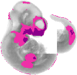 mouse atlas EMAGE spatial in situ gene expression database None