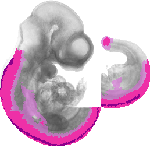 mouse atlas EMAGE spatial in situ gene expression database None