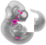 mouse atlas EMAGE spatial in situ gene expression database None