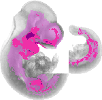 mouse atlas EMAGE spatial in situ gene expression database None