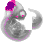 mouse atlas EMAGE spatial in situ gene expression database None