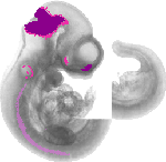 mouse atlas EMAGE spatial in situ gene expression database None