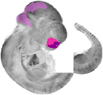 mouse atlas EMAGE spatial in situ gene expression database None