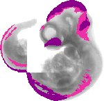 mouse atlas EMAGE spatial in situ gene expression database None
