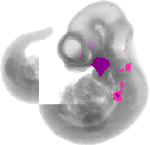 mouse atlas EMAGE spatial in situ gene expression database None