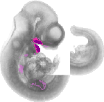 mouse atlas EMAGE spatial in situ gene expression database None