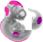 mouse atlas EMAGE spatial in situ gene expression database None