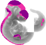 mouse atlas EMAGE spatial in situ gene expression database None